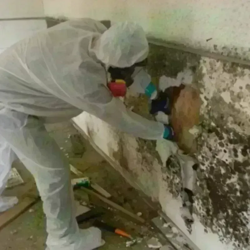 Mold Remediation and Removal in Collierville, CA